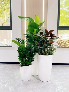 鄞州花卉租摆周边-北仑租花木千套方案价格-奉化花木租摆购买-奉化花卉租摆营销